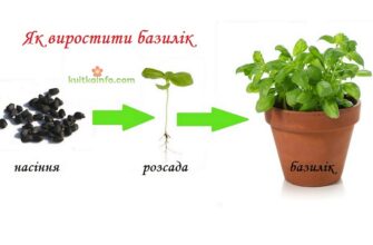 Оптимальний вік для висадки розсади базиліка: поради садівникам