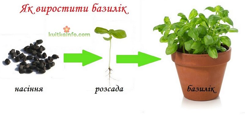 Оптимальний вік для висадки розсади базиліка: поради садівникам