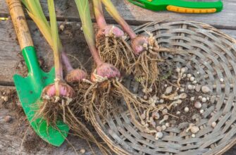 Коли викопувати гладіолуси: поради по зберіганню для кращого цвітіння