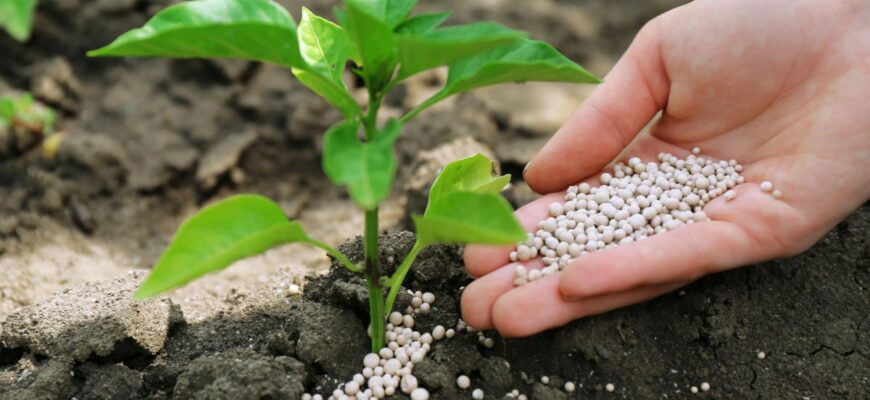 Внесення добрив у ґрунт під час росту рослин: як це називається?