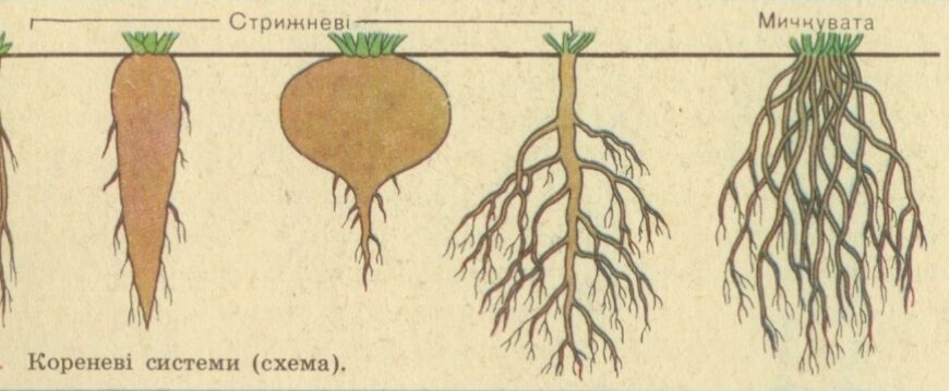 Відмінності кореневища та коренеплоду: основні характеристики та приклади
