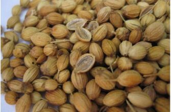 Як правильно називається плід коріандру: повний гайд для замовлення