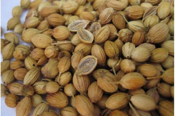 Як правильно називається плід коріандру: повний гайд для замовлення