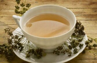 Відвар кропу: які проблеми зі здоров’ям він допоможе вирішити?