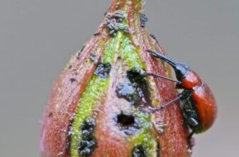 Які жуки їдять троянди: визначення шкідників та способи боротьби