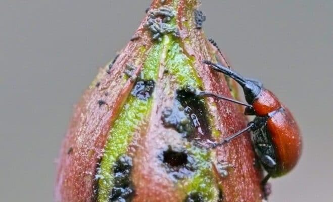 Які жуки їдять троянди: визначення шкідників та способи боротьби