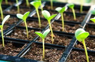 Оптимальний час для висадки Крокосмії в ґрунт: поради та рекомендації