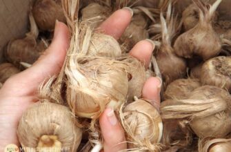 Посадка цибулин крокосмії: покрокова інструкція і поради для успіху