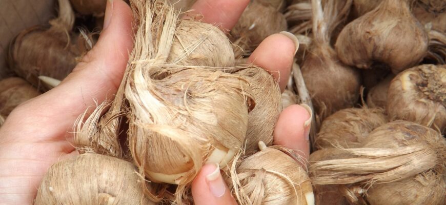 Посадка цибулин крокосмії: покрокова інструкція і поради для успіху