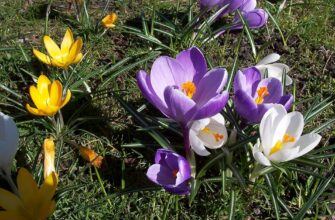 Альтернативні назви квітки шафран: як ще називають цю рослину?