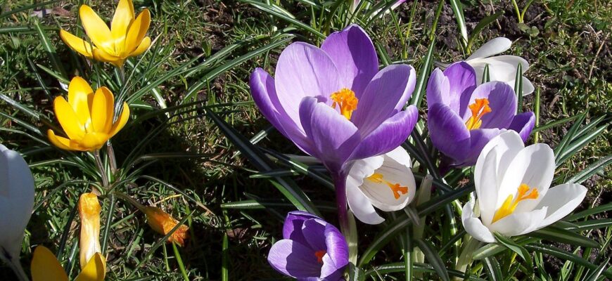 Альтернативні назви квітки шафран: як ще називають цю рослину?