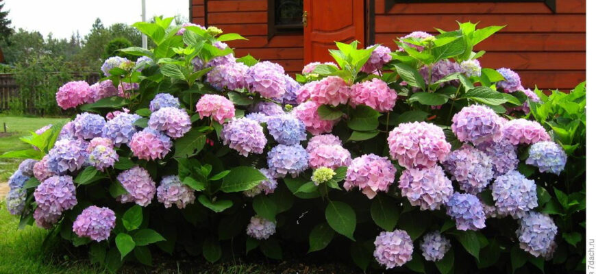 Ідеальні умови для посадки крупнолистої гортензії: чи можна садити на сонці?