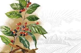 Як часто вживати Крушину: рекомендації та поради щодо безпеки