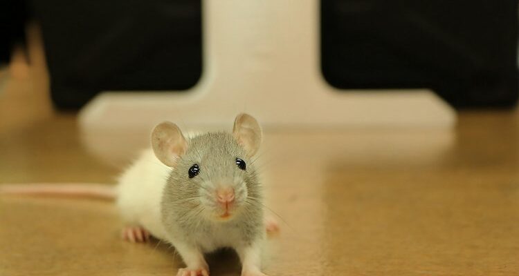 Що люблять вживати в їжу щури Дамбо: покроковий гайд для власників