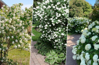 Що Цвіте Білими Квітами На Полях: Популярні Рослини Та Їх Особливості