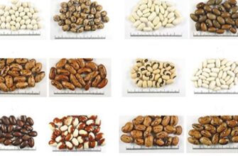 Що відноситься до зернових і бобових культур: повний перелік та опис