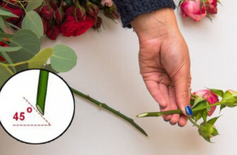 Як правильно обрізати квітку: покрокова інструкція та поради експертів