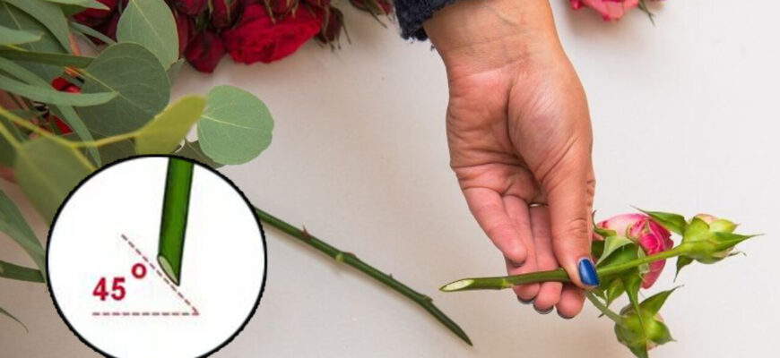 Як правильно обрізати квітку: покрокова інструкція та поради експертів