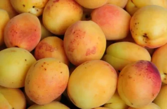 Що таке фрукт Жердела: корисні властивості та способи споживання