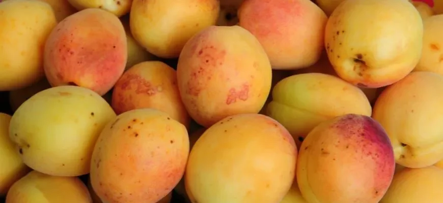 Що таке фрукт Жердела: корисні властивості та способи споживання