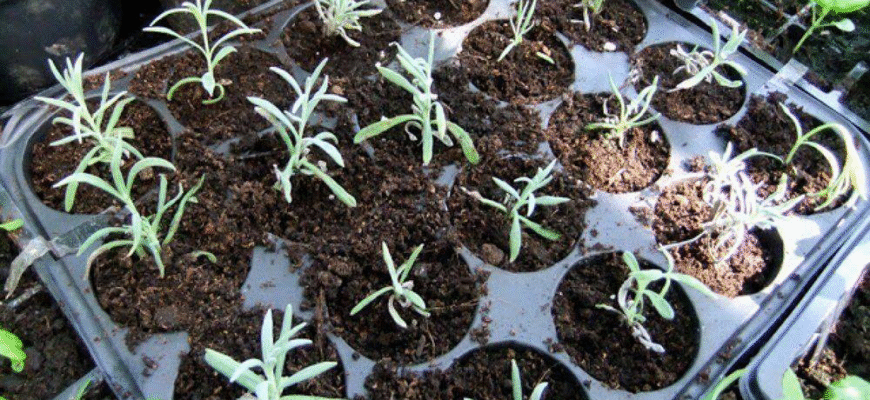 Як правильно розсадити лаватеру: покрокова інструкція для садівників