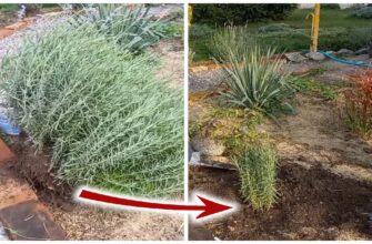 Коли та як правильно ділити і пересаджувати лаванду: поради експертів