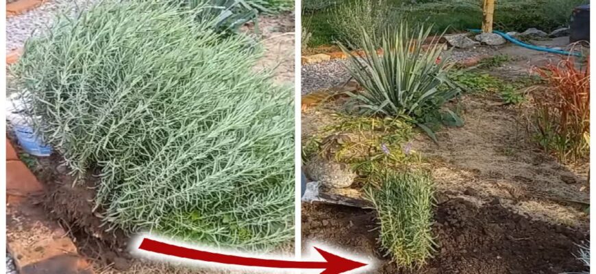 Коли та як правильно ділити і пересаджувати лаванду: поради експертів