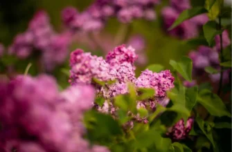 Коли цвіте бузок у Європі: путівник по сезонах та країнах