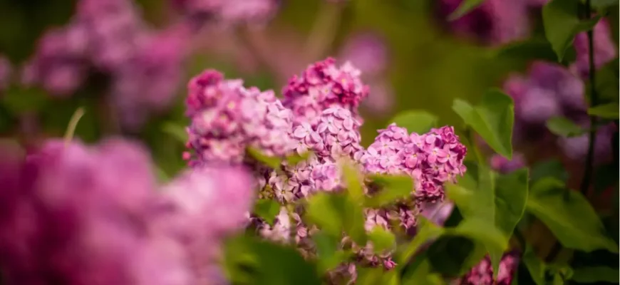 Коли цвіте бузок у Європі: путівник по сезонах та країнах