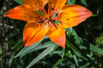 Де поширені лілії: місця зростання та кліматичні умови їх існування