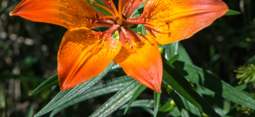 Де поширені лілії: місця зростання та кліматичні умови їх існування