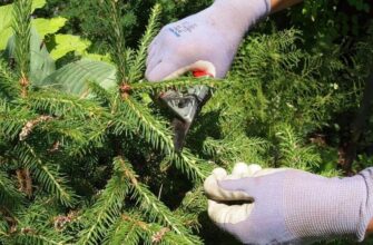 Куди подіти ялинові гілки: корисні ідеї та практичні поради