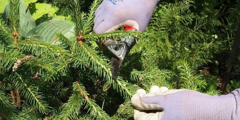 Куди подіти ялинові гілки: корисні ідеї та практичні поради