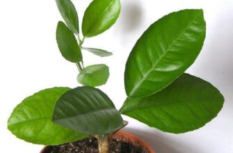 Листя лимона: які бувають форми та кольори для вашої рослини