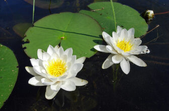 “Тривалість цвітіння латаття: скільки часу радують око квіти?”