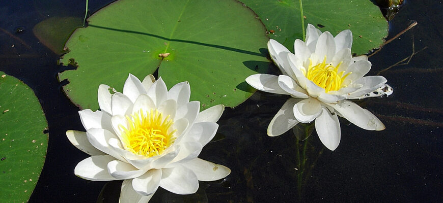 “Тривалість цвітіння латаття: скільки часу радують око квіти?”