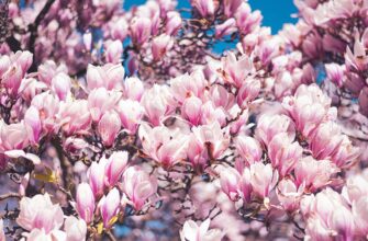 Як укоренити магнолію у воді: прості поради для успішного результату