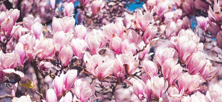 Як укоренити магнолію у воді: прості поради для успішного результату