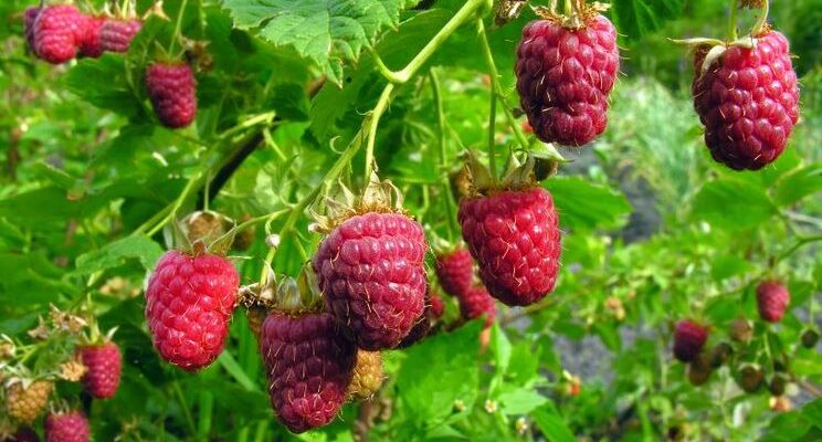 “Який урожай дає малина: поради для максимального збору ягід”