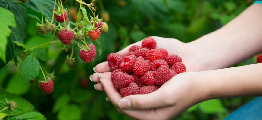Як відрізнити малинове дерево від звичайної малини: поради та ознаки