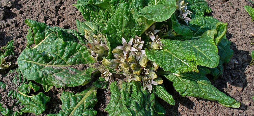 Де ростуть мандрагори: огляд місць природного ареалу вирощування