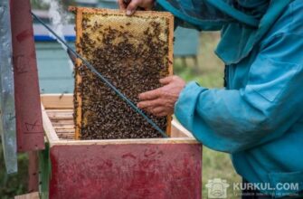 Скільки вуликів реально обслуговує один бджоляр: оптимальні показники