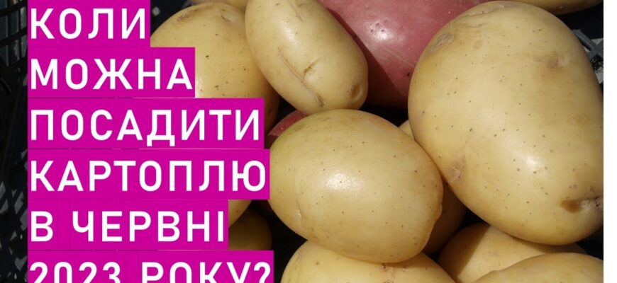 Оптимальний час для посадки картоплі в червні: агротехнічні поради