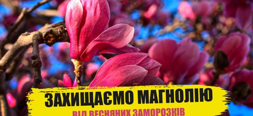 Як ефективно вберегти магнолію від заморозків: практичні поради
