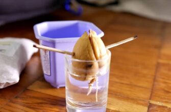 Яким боком правильно садити кісточку авокадо: покрокова інструкція