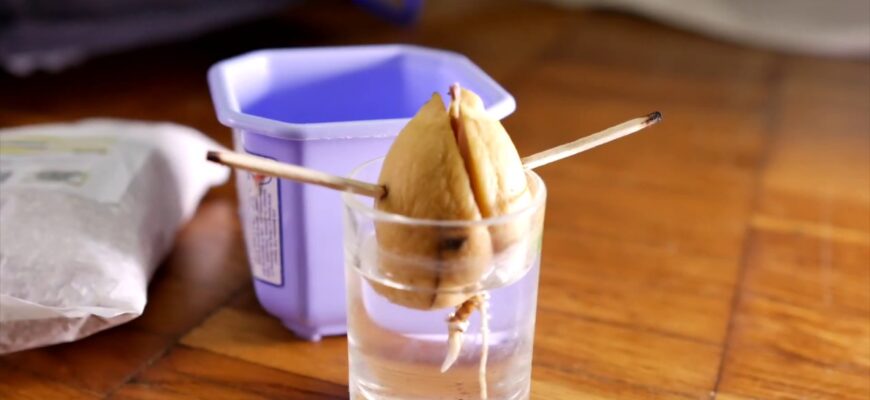 Яким боком правильно садити кісточку авокадо: покрокова інструкція