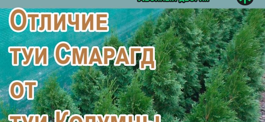 Як відрізнити туї Смарагд від Колумни: ключові ознаки та поради