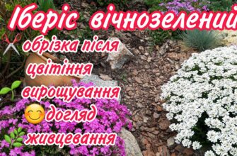 Чи варто обрізати іберіс після цвітіння: поради та рекомендації