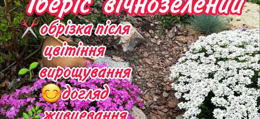 Чи варто обрізати іберіс після цвітіння: поради та рекомендації
