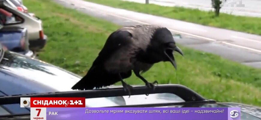 Що робити та що означає атака ворони на людину: причини та поради